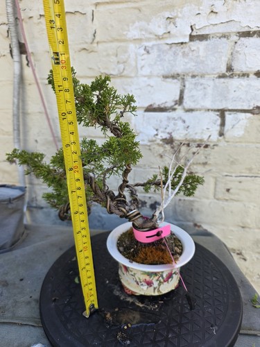 Juniper bonsai about - bonsai,