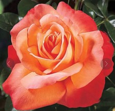 Voodoo Hybrid Tea Rose Bush…