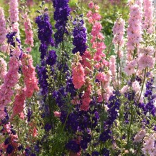 Larkspur the seven dwarfs - dwarfs, 1x