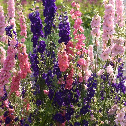 Larkspur the seven dwarfs - the,