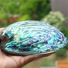 Natural blue abalone - natural, shell