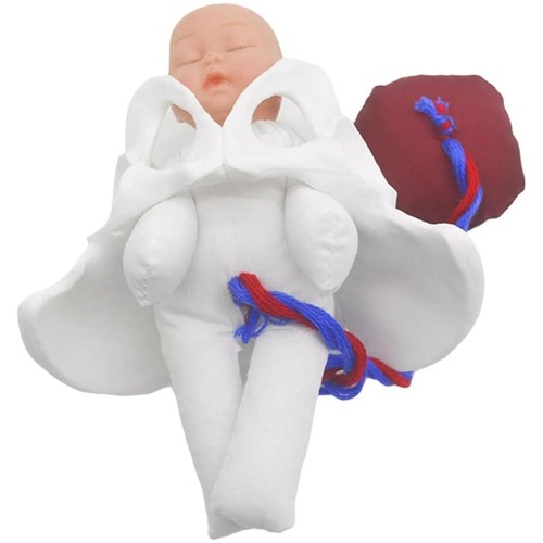 Demonstration pelvis model - demonstration,