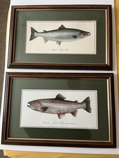 Two Framed Pictures. One Salmon, One Trout. Ready For Display.