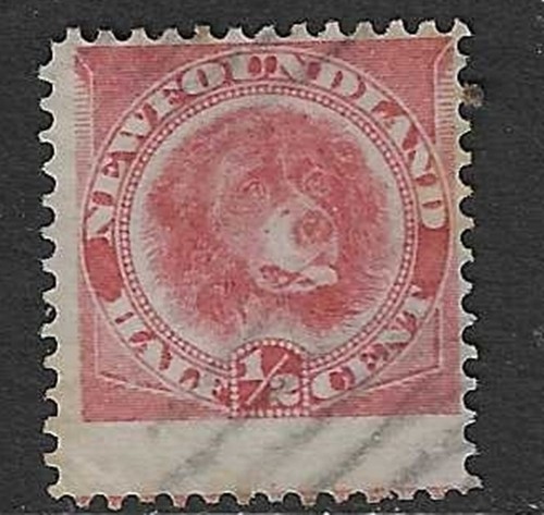 Newfoundland 1887 dog rose - newfoundland,