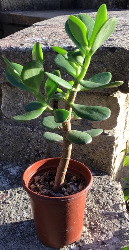 Large jade plant crassula - large,