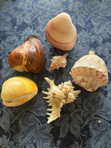 Sea shells from collector - a,