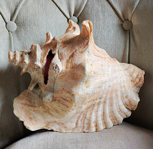 Large natural unpolished - large, conch