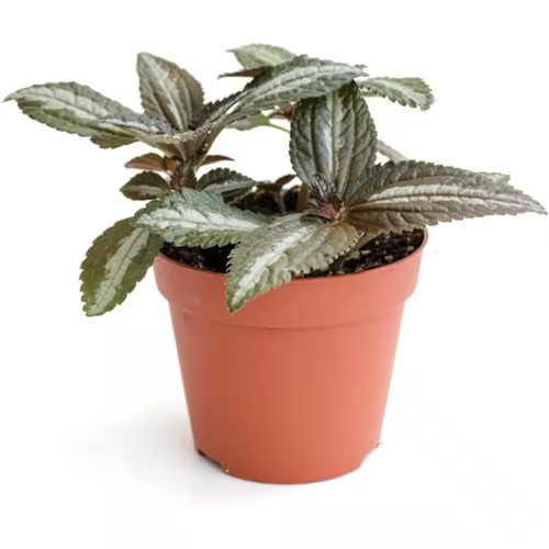 Silver tree friendship - silver,