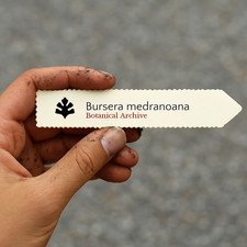 Bursera medranoana seeds - medranoana,