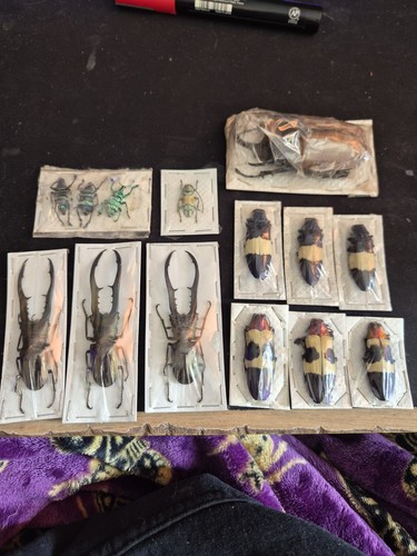 Beetles taxidermy insects - taxidermy,