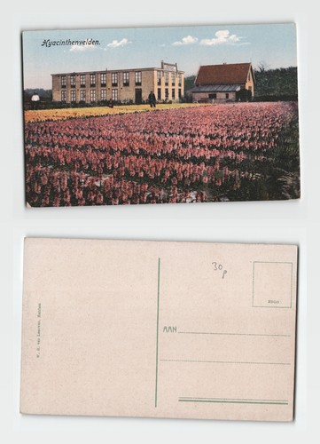 Vintage dutch hyacinth fields - vintage,