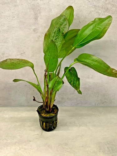 Aquarium mother plants large - mother,