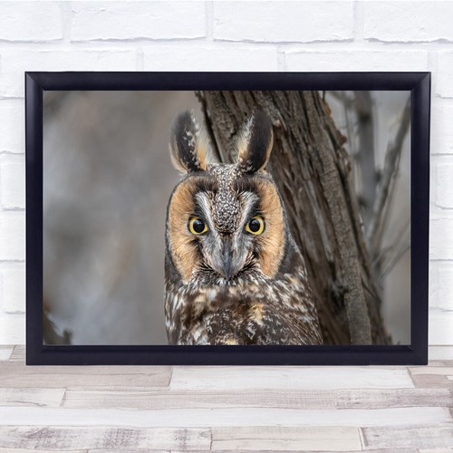 Owls wildlife birds nature - wildlife,