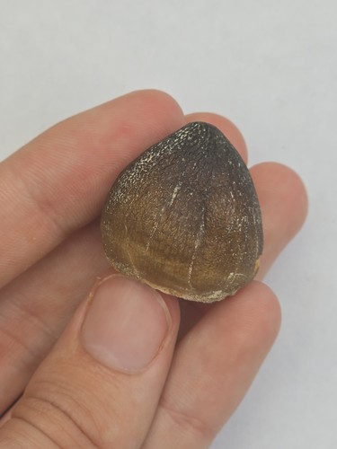 Mosasaur tooth globidens - tooth,