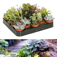 10 Succulent Plant Mix - Mini Indoor Plants in 5.5cm Pots - Home & Office Plants