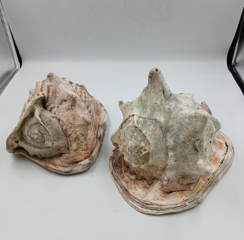 Large conch shells - large,