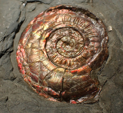 Large complete iridescent