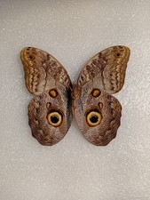 Caligo eurilochus Butterfly