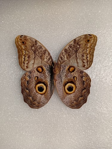 Caligo eurilochus butterfly - eurilochus,