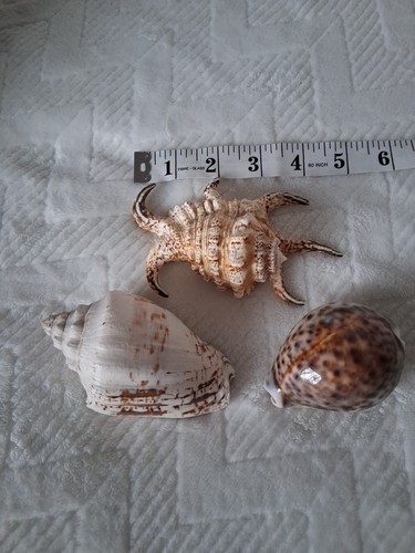 Three natural sea shells 4ins - natural,