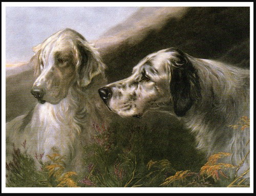English setter dogs - english, study
