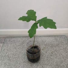 English Oak Tree Seedling