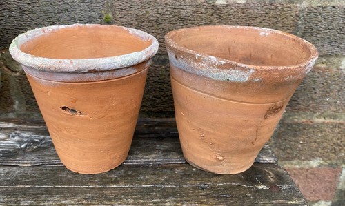 Vintage terracotta plant - 2,
