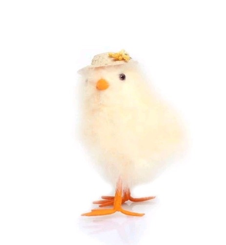 Easter feather chicken - easter,