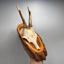 Vintage roe deer antler - roe, mount