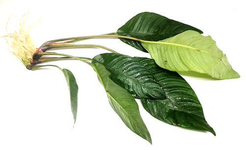 Anubias heterophylla large - heterophylla,
