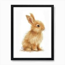 Netherland Dwarf Rabbit Kids