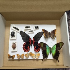 Box1 Mix grade insect