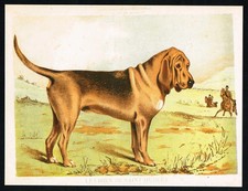 Chien de Saint-Hubert – Antique 1885 Bloodhound Print | Hunting Dog