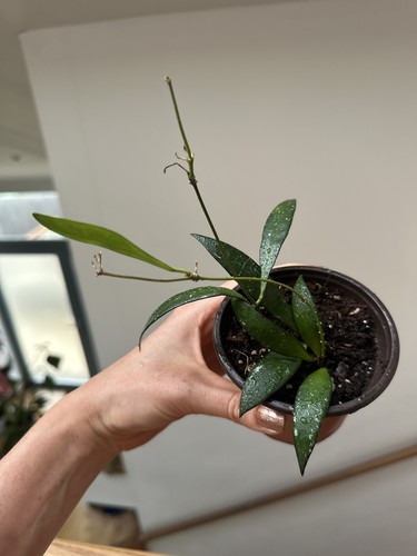 Hoya noid sumatra - ,