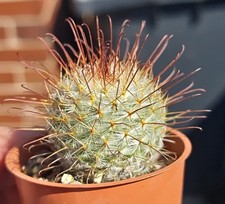 Mammillaria Magnifica -