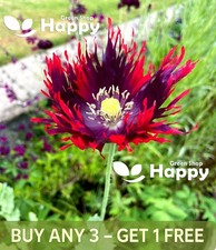 POPPY PEONY DRAMA QUEEN - 500