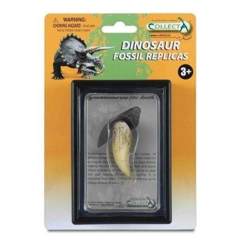 Tyrannosaurus tooth package - tooth,