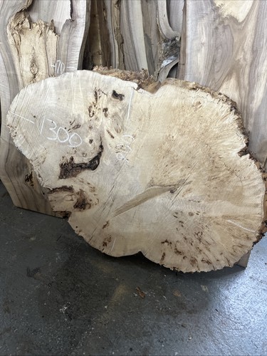 Poplar burl slab - kiln, dried