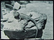 Glass Magic Lantern Slide BEARDED LIZARD ON A ROCK C1910 PHOTO ............. ZOO