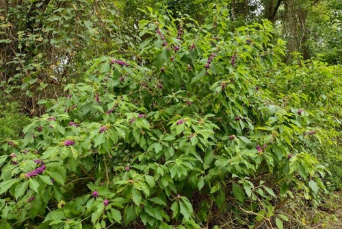 American beautyberry - american,