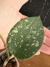 Hoya Verticillata Heart Leaf