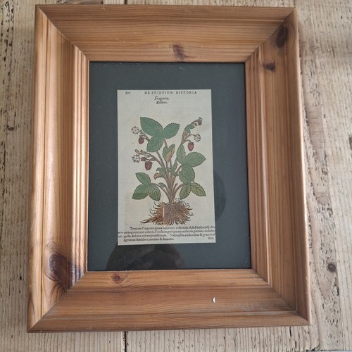 16th century botanical woodcut - 16th-century,