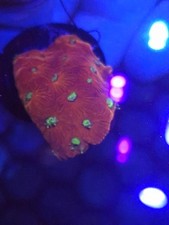 favia red and green Coral Lps