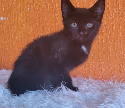 Black kittens left boy and - left,