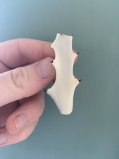 Euphorbia Lactea 'White Ghost' Cactus Succulent Houseplant