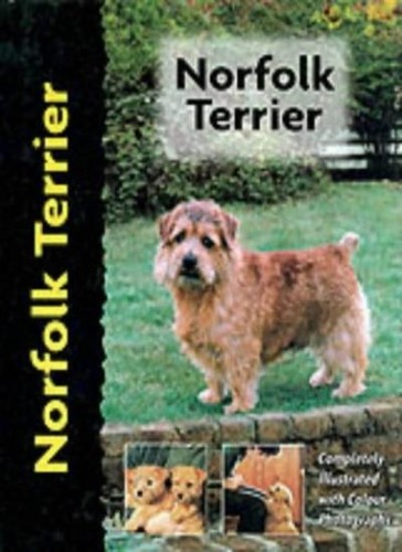 Norfolk terrier pet - terrier, (pet