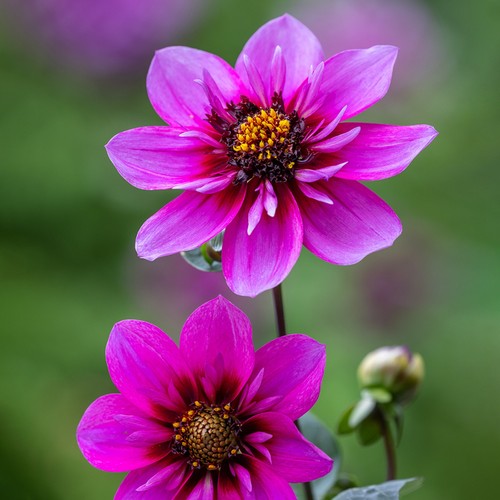 Dahlia tuber skyfall - dahlia,