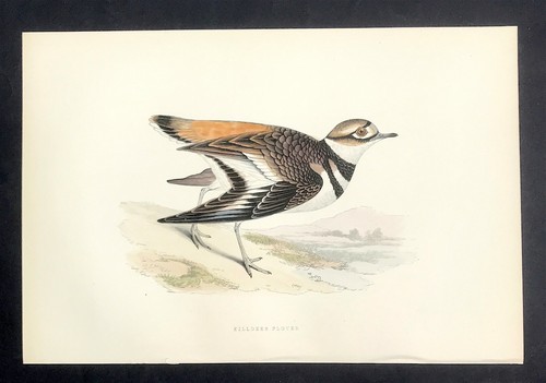 British birds original morris - british,