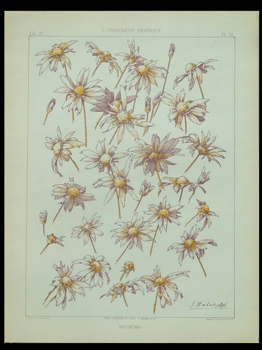 Anthemis flower habert dys - habert,