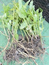 15 X HERBS MINT PLUG PLANTS